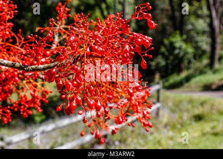 A branch of blooming Illawarra flame tree. Queensland, Australia Stock Photo