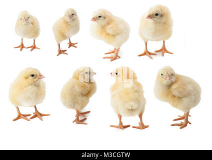 small fluffy yellow Easter Chickens on a white background Stock Photo