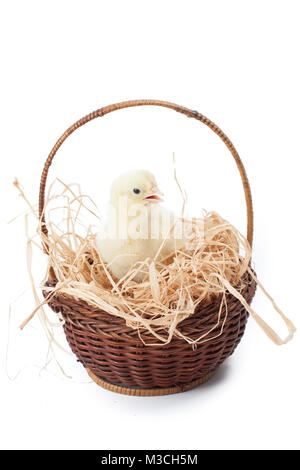 yellow, tiny fluffy chickens in the Easter basket on a white background Stock Photo