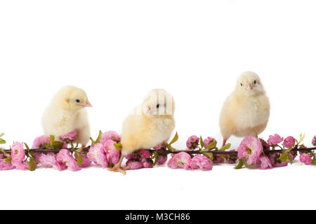 tiny, fluffy, yellow chickens on a thriving branch Stock Photo