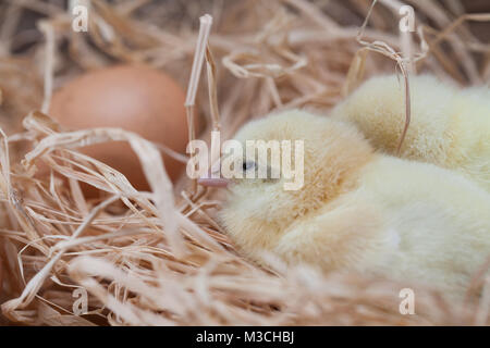 tiny chickens in the henhouse on the hay, happy breeding, happy chickens Stock Photo