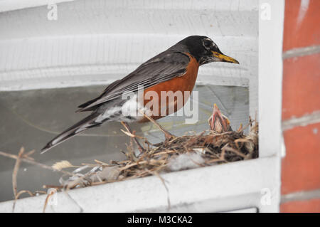 Robin Bird Feeding Her Baby in a Nest Stock Photo