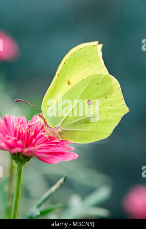 Brimstone Butterfly resting on Marguerite daisy flowers - Gonepteryx rhamni Stock Photo