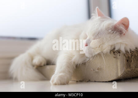 A chilled out cat is taking a nap on his favourite spot by the window, catching some sun rays and peacefully resting... It`s a relaxing scene. Stock Photo