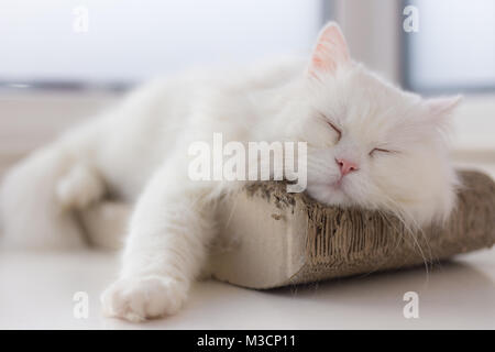 A chilled out cat is taking a nap on his favourite spot by the window, catching some sun rays and peacefully resting... It`s a relaxing scene. Stock Photo