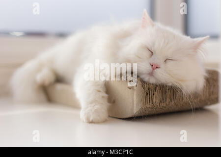 A chilled out cat is taking a nap on his favourite spot by the window, catching some sun rays and peacefully resting... It`s a relaxing scene. Stock Photo