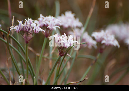 Allium textile. Wild Onion