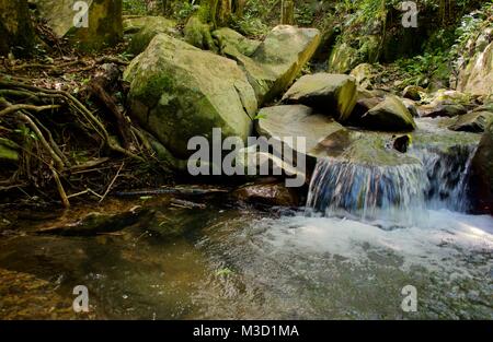 crystal clear creek in the Daintree Rainforest in northern Australia rainforest Stock Photo