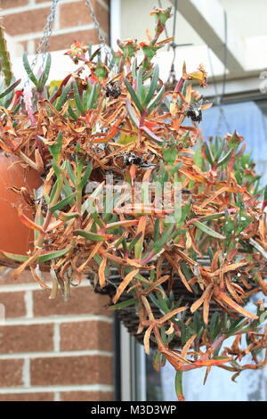 Dying Ice plant or also known as Carpobrotus edulis succulent growing in hanging basket Stock Photo