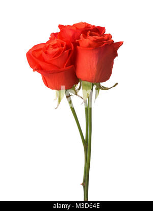 Three bright red roses isolated on white Stock Photo