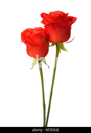 Two bright red roses  isolated on white. Stock Photo
