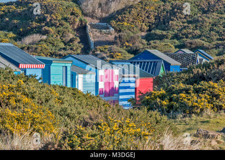 HOPEMAN MORAY SCOTLAND COLOURED BEACH HUTS SURROUNDED BY YELLOW FLOWERS ON GORSE BUSHES IN WINTER SUNSHINE Stock Photo