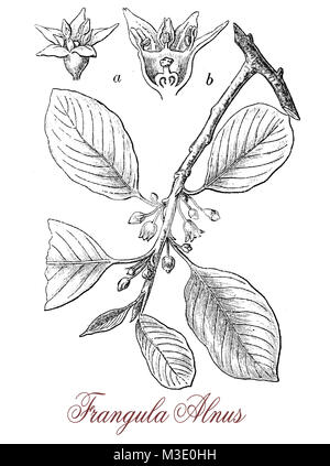 vintage engraving of frangula alnus or alder buckthorn, non-spiny shrub with small flowers and red berries ripening in autumn with purple-red color. Stock Photo
