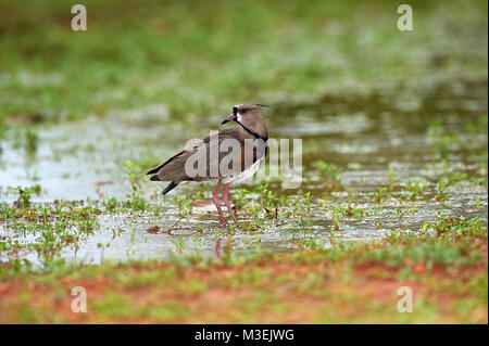 Southern Lapwing (Vanellus chilensis) on edge of wetland, Araras Ecolodge,  Mato Grosso, Brazil Stock Photo
