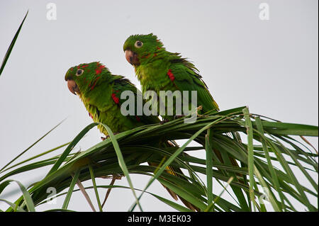 Two White-eyed Parakeet (Aratinga leucophthalma) perched in a palm tee, Araras Ecolodge,  Mato Grosso, Brazil Stock Photo