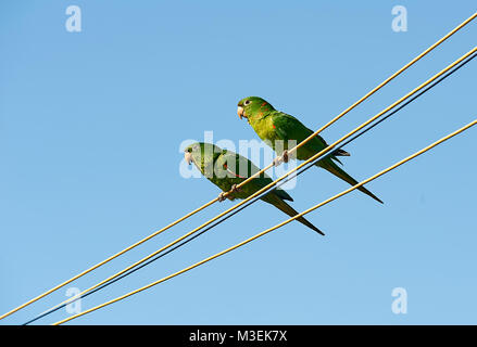 Two White-eyed Parakeet (Aratinga leucophthalma) perched on a wire, Mangueiras Ranch,  Bairro da Ponte Nova, Sao Paulo, Brazil Stock Photo