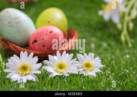 Easter concept. White daisies on green grass, blurred easter eggs background. Selective focus on the flowers, close up view Stock Photo