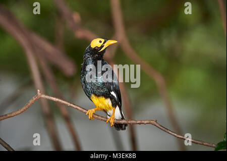 Yellow-faced Myna (Mino dumontii) perched on a branch Stock Photo