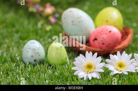 Easter concept. White daisies on green grass, blurred easter eggs background. Selective focus on the flowers, close up view Stock Photo