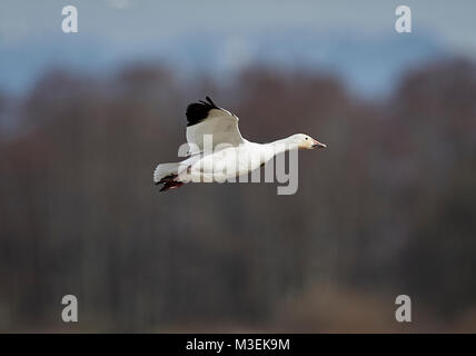 Lesser Snow goose (Chen caerulescens) in flight at George C Reifel Migratory Bird Sanctuary, Vancouver , British Columbia, Canada Stock Photo