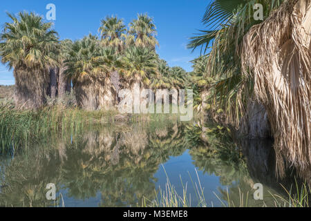 Thousand Palms, California - December 11, 2017: The McCallum Grove Pond is an oasis on a desert trail in the Coachella Valley Preserve and is fed by w Stock Photo