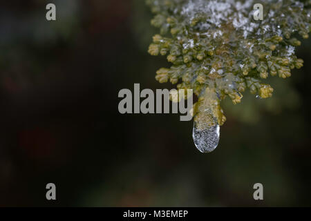 crystal clear ice drop with air bubbles inside on the tip of a hinoki cypress branch with room for text to the left Stock Photo