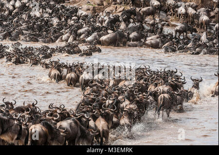 A herd of wildebeest splash through the Mara River in Kenya's Maasai Mara National Reserve during the annual wildebeest migration. Stock Photo