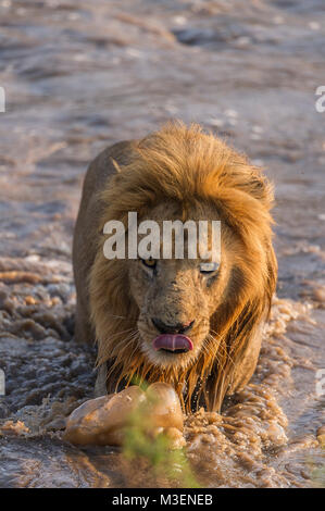 A male lion (Panthera leo) wading across the flooded Talek River in the Maasai Mara National Reserve, Kenya. Stock Photo