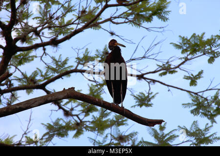 Big dark bird on tree branches Stock Photo