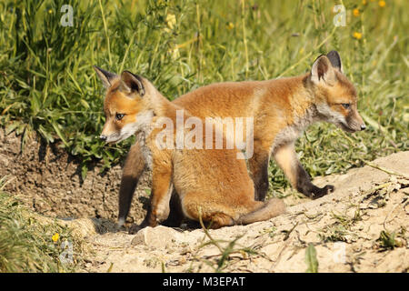 two eurasian red fox cubs in natural habitat ( Vulpes ) Stock Photo
