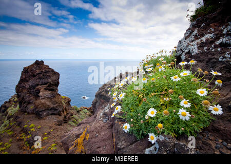 Tenerife, Canary Islands, Spain - road on the coast that goes from Puerto la Cruz to Punta Teno, panoramic view, in the foreground daisies Stock Photo