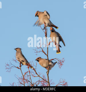 Group of Waxwings or Bohemian Waxwings (Bombycilla garrulous) on Rowan Berry Tree in winter sun in South Yorkshire UK. Stock Photo