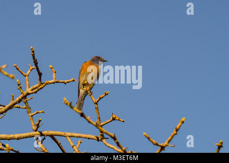 Eastern Bluebird sitting on the branch, saw at Los Angeles Stock Photo
