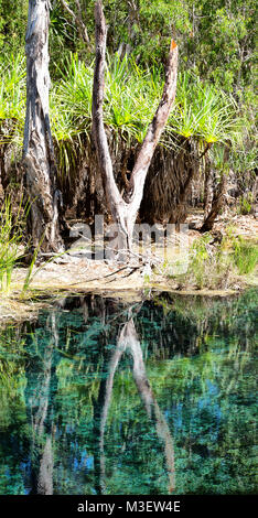 in australia mataranka  river the palm and the lake in the nature Stock Photo