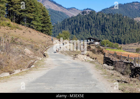 Phobjikha, Bhutan.  Cattle Walking down Rural Road in the Phobjikha Valley. Stock Photo