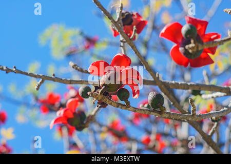 Beautiful red flower blossom of Bombax ceiba at Los Angeles Stock Photo