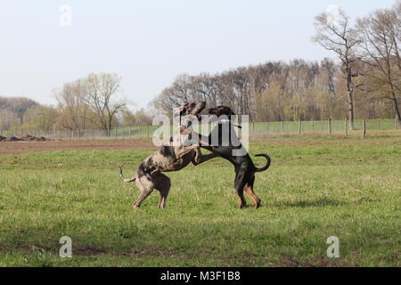 Two dogs (doberman and great dane) playing / jumping Stock Photo