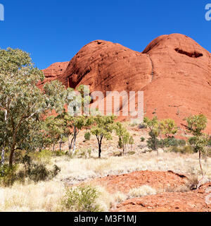 in  australia natuarl park the hill and mountain near tree and bush Stock Photo