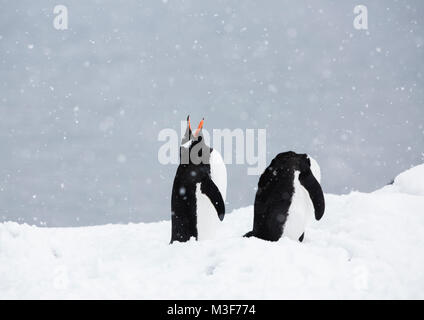 Two gentoo penguins displaying in Neko Harbour, Antarctica set against a snowy background. Stock Photo