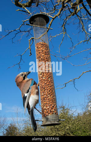 Jay (Garrulus glandarius) on a peanut feeder in garden, Cambridgeshire, England Stock Photo