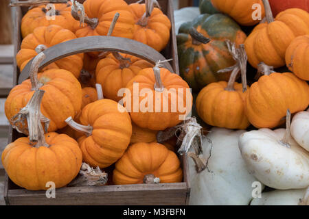 Pumpkin, gourd and squash display in a greenhouse. UK Stock Photo