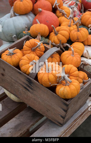 Pumpkin, gourd and squash display in a greenhouse. UK Stock Photo
