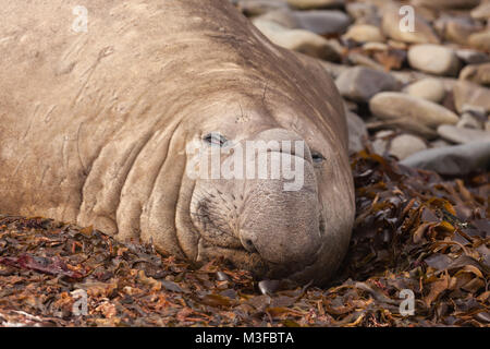 Bull Elephant Seal, Close up, relaxing on beach in the Falkland Islands Stock Photo