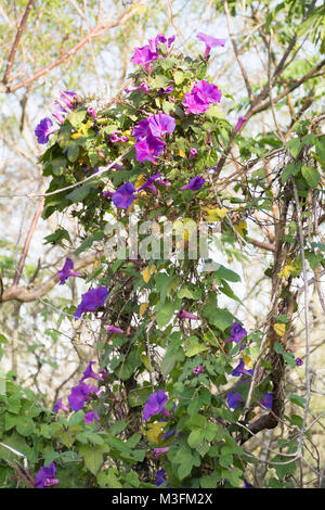 Morning glory flowers, Ipomoea indica Stock Photo