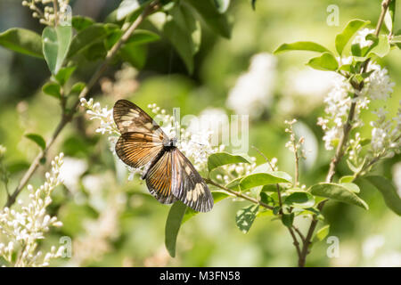 Actinote pyrrha butterfly on chinese privet flowers (ligustrum sinense) Stock Photo