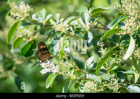 Actinote pyrrha butterfly on chinese privet flowers (ligustrum sinense) Stock Photo