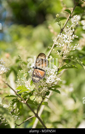 Actinote pyrrha butterfly on chinese privet flowers (ligustrum sinense) Stock Photo