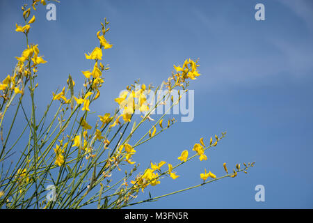 Spanish broom flower (Spartium junceum) against blue sky. Buenos Aires ecological reserve, Argentina Stock Photo