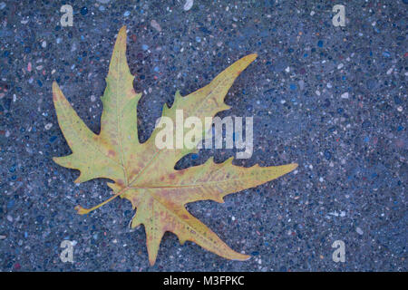 red autumn dry fall nature color leaf on concrete asphalt background Stock Photo