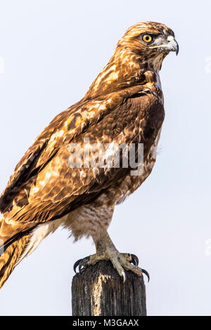 A Red Tailed Hawk juvenile (Buteo jamaicensis) at the Merced National Wildlife Refuge in the Central Valley of California Stock Photo